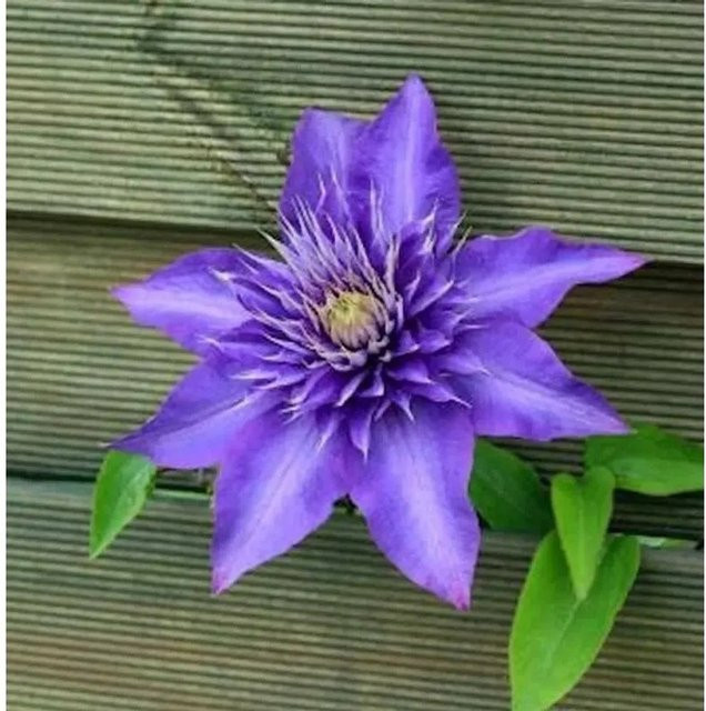 Clematis Waldrebe Multi Blue in Blau als Kletterpflanze für den Außenbereich - Bild 1