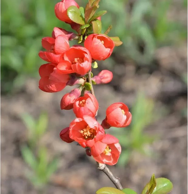 Zierquitte Fusion Chaenomeles Strauch als Heckenpflanze für den Garten in Rot und Gelb, Höhe: 40-60 cm - Bild 1