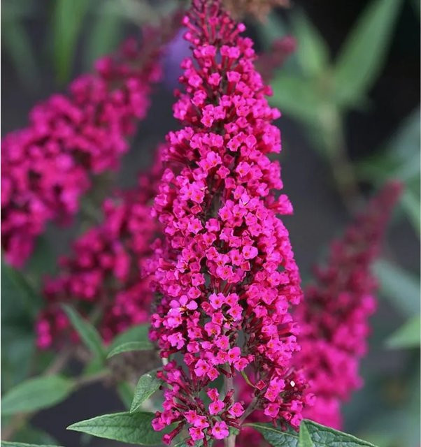 Buddleja Schmetterlingsstrauch Buzz Velvet in Pink, Höhe: 30-40 cm - Bild 1