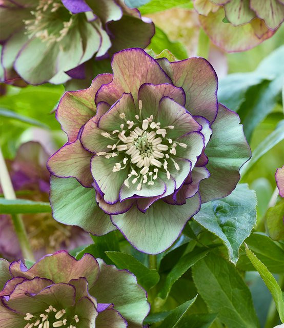 Gefüllte Christrose Double Ellen Green Picotee - Bild 1