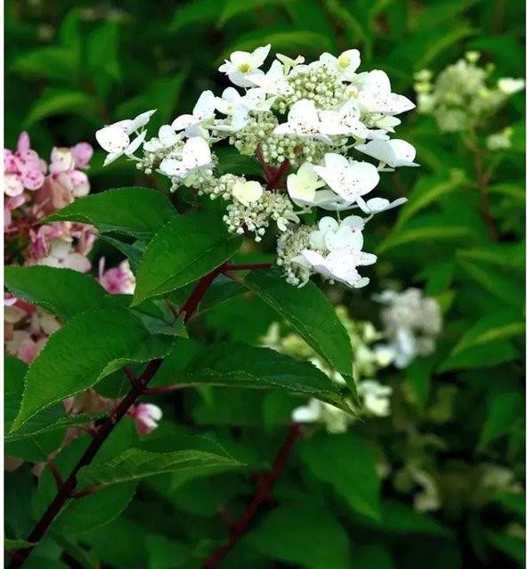 Rispenhortensie Early Harry Hydrangea paniculata in Weiß, Pink und Violett, Höhe: 40-60 cm - Bild 1