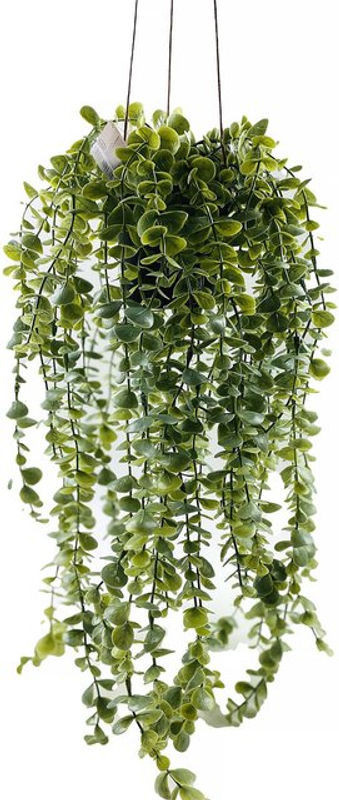 Hängende Kunstpflanze Senecio aus der Home Styling Collection, Grün/Schwarz, Höhe: 60 cm - Bild 1