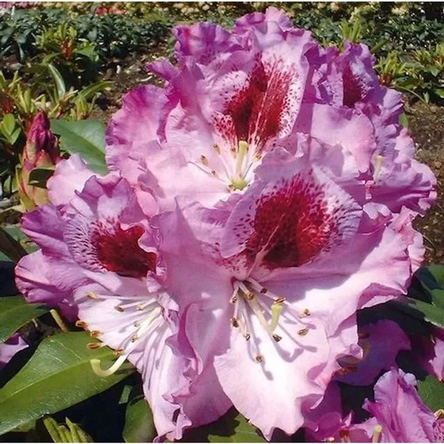 Großblumiger Rhododendron Pfauenauge Alpenrose in Pink, Höhe: 50-60 cm - Bild 1