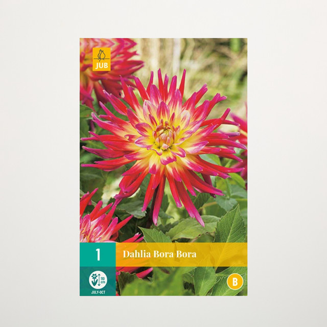 Kaktus-Dahlie Bora Bora Knolle von BLUME2000 - Bild 1