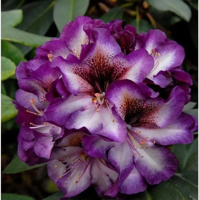 INKARHO Rhododendron Gunter Dinger Alpenrose großblumiger Zierstrauch - Bild 1