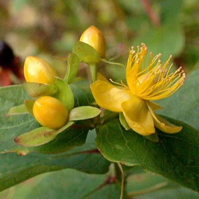 Arborix Johanniskraut Hypericum androsaemum gelbe Zierpflanze im Container, Höhe: 30 bis 40 cm - Bild 1