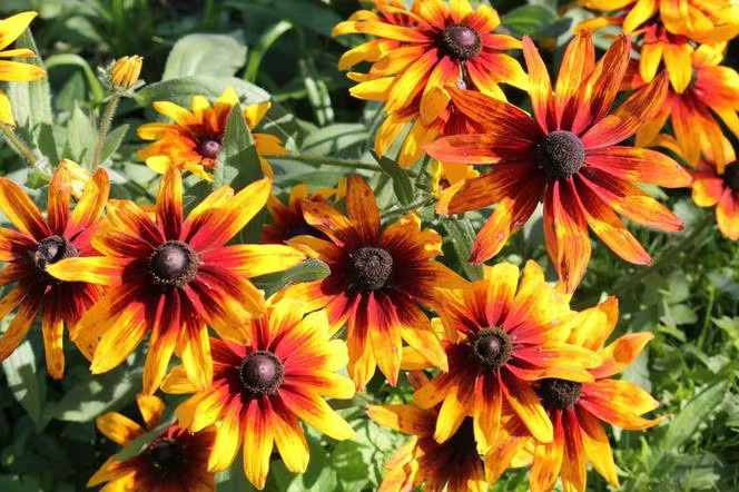 Toraf Rudbeckia zweifarbige Blumensamen für den Ziergarten - Bild 2