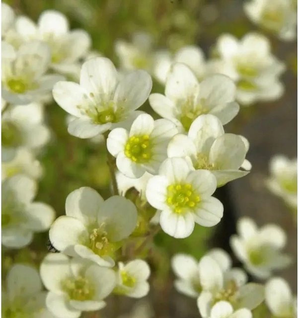 Saxifraga arendsii Moossteinbrech Schwefelglanz gelb-weiß als winterharte Staude und Bodendecker für Steingärten und Staudengärten - Bild 1