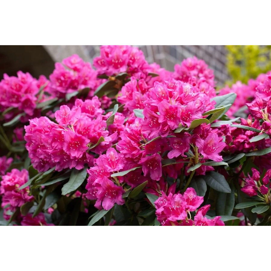 Rhododendron Hybr. Dr. H. C. Dresselhuys Rot 80–90 cm - Bild 2