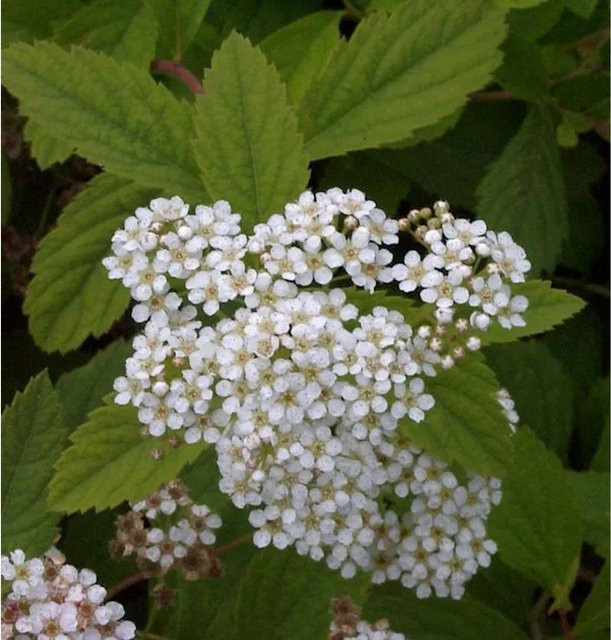 10x Zwergspiere Shirobana Spiraea japonica als weißer Bodendecker, Höhe: 15-20 cm - Bild 1