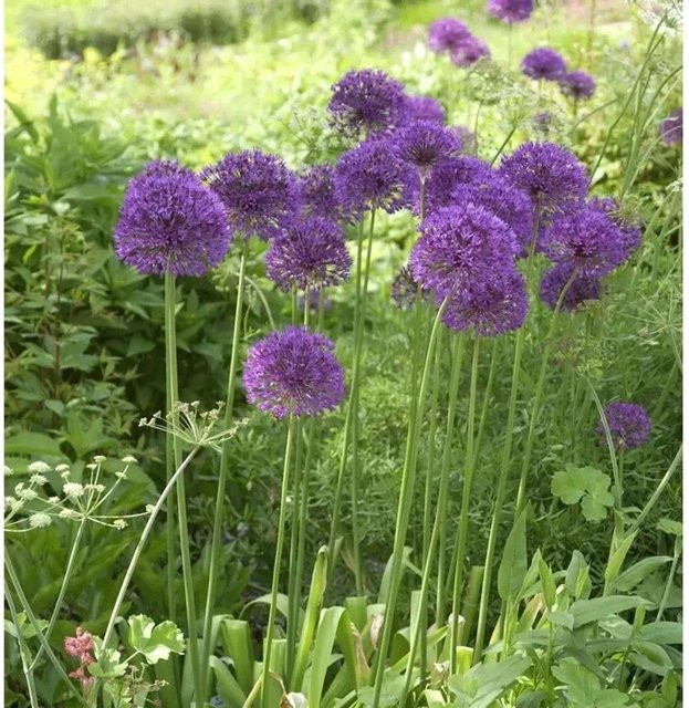 Zierlauch Mars Allium stipitatum in Lila als mehrjährige Gartenpflanze - Bild 1