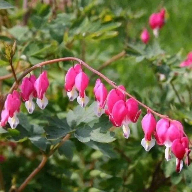 Zwergherzblume King of Hearts Dicentra formosa als rosa Bodendecker für Staudenbeete und Gehölze - Bild 1