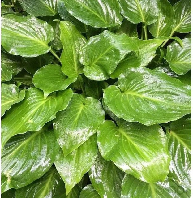 Hosta plantaginea Grünblattfunkie Invincible von Die Nr-01.de als grüner Bodendecker - Bild 1