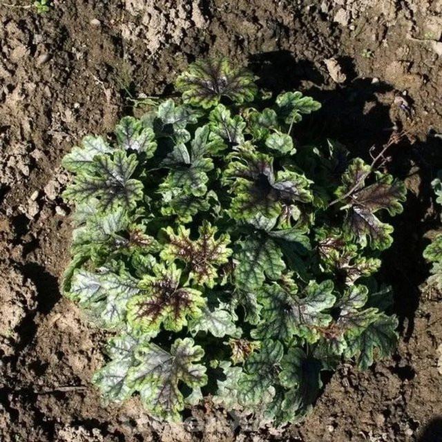 Heucherella tiarelloides Tapestry Purpurglöckchen Bodendecker in Grün - Bild 1