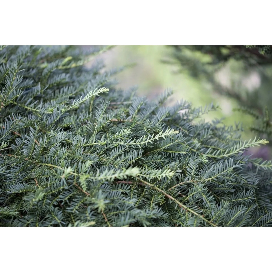 Taxus Baccata Dovastoniana Eibe als dekorativer immergrüner Nadelstrauch in Grün, Höhe: 55 cm - Bild 2