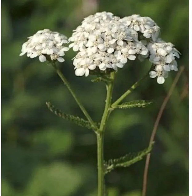 Weiße Schafgarbe Achillea millefolium als Schnittstaude und Rabattenstaude von Nr-01.de - Bild 1