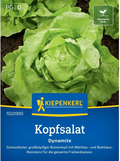 Kiepenkerl Profi-Line Kopfsalat Dynamite Gemüsesaat - Bild 1
