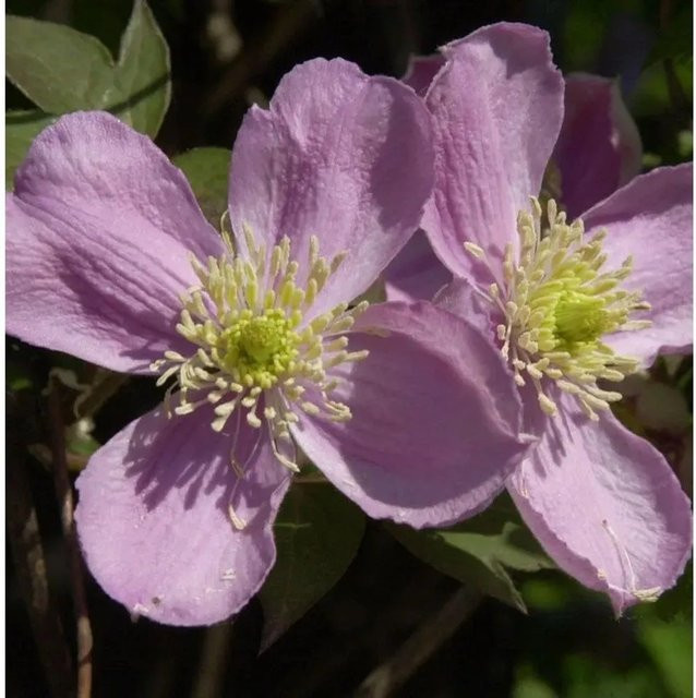 Clematis montana Fragrant Spring Berg Waldrebe Kletterpflanze von Nr-01.de - Bild 1