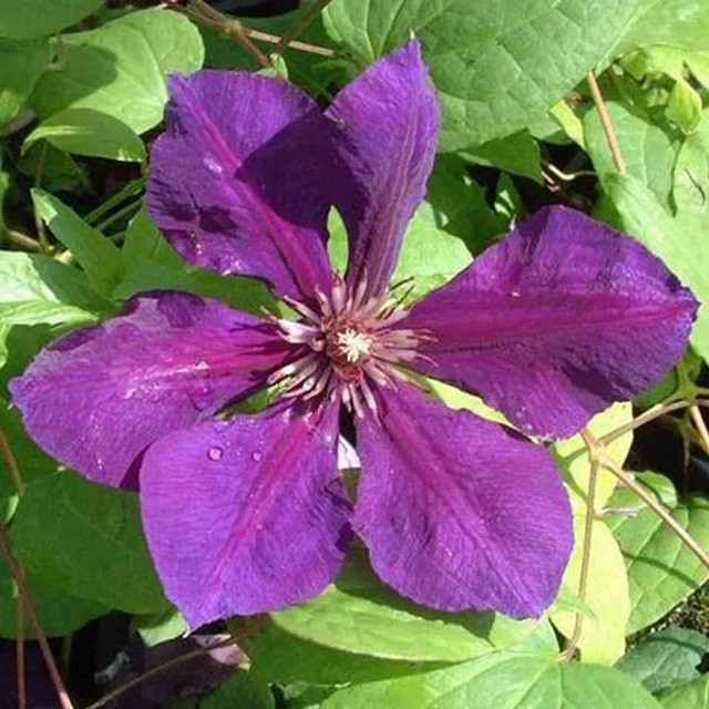 Clematis Waldrebe Gipsy Queen von Arborix mit tiefvioletten Blüten im Container - Bild 1