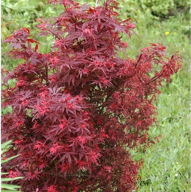 Zwergahorn Shaina Acer palmatum roter Zierbaum von Die Nr-01.de, Höhe: 100-125 cm - Bild 1