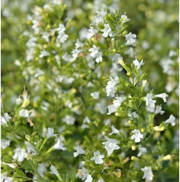 Kleinblättrige Bergminze Marvelette White Calamintha nepeta im Topf - Bild 1