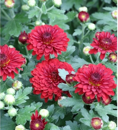 Winteraster Chrysanthemum Indicum im Topf