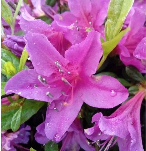 Kriechende Immergrüne Zwerg Azalee Kakadu Rhododendron nakaharai in Pink, Höhe: 40-50 cm - Bild 1