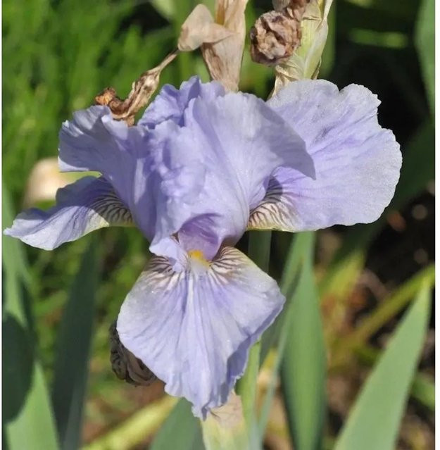 Mittelhohe Schwertlilie Morgendämmerung Iris barbata als Beetpflanze von Nr-01.de - Bild 1
