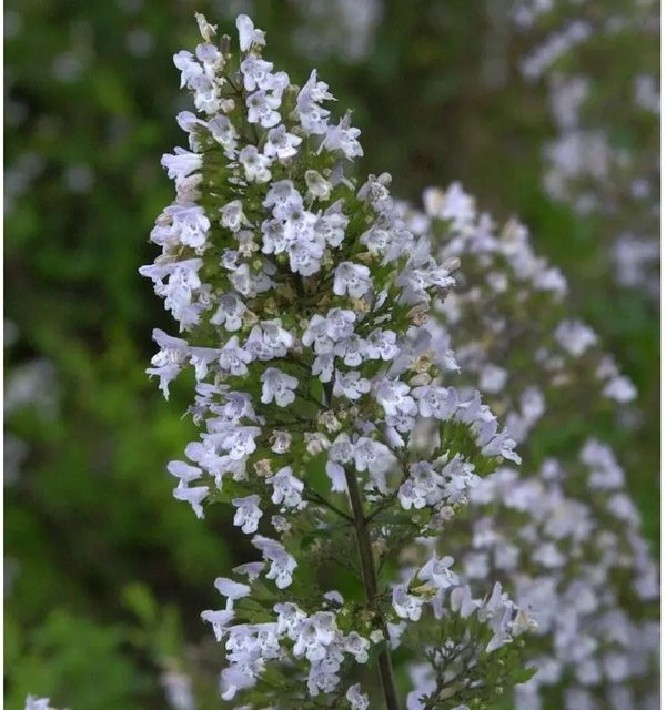 Calamintha nepeta Kleinblättrige Bergminze als mehrjährige Staude für Balkon, Steingarten und Kräutergarten - Bild 1