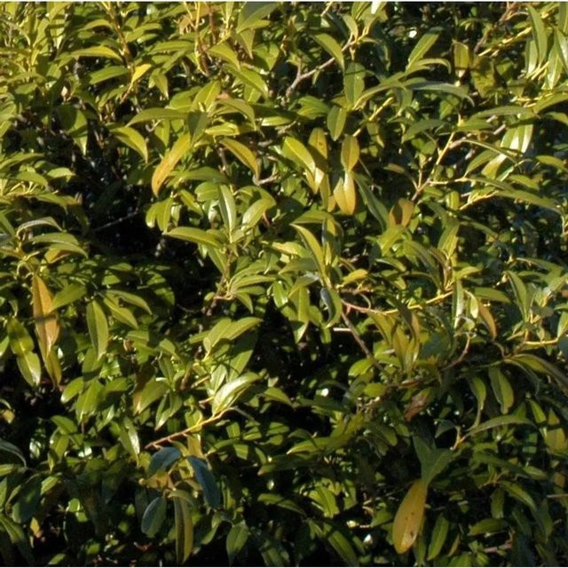 Hochstamm Lorbeerkirsche Sofia Prunus laurocerasus als Heckenpflanze für den Garten, Höhe: 100-125 cm - Bild 1