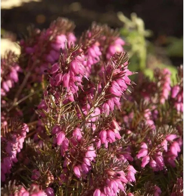 10x Winterheide Nathalie Erica carnea in Pink für den winterlichen Balkonkasten - Bild 1