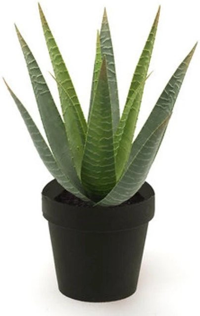 Künstliche Aloe Patty von Aplanta als Sukkulente im Topf, Höhe: 30 cm - Bild 1