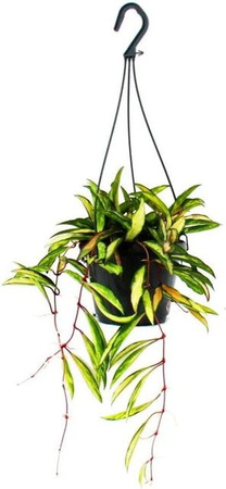 Exotenherz Hoya Wayetii Tricolor Wachsblume Zimmerpflanze zum Hängen in Weiß und Grün, Topfgröße 14 cm