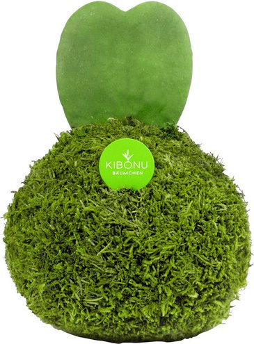 Kibonu Sukkulente Hoya kerrii Herzblatt Zimmerpflanze, grün - Bild 1