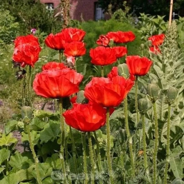 Türkischer Mohn Rembrandt Papaver orientale rote Staude für Garten und Beet - Bild 1