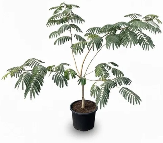 Sunny-Tree Albizia Umbrella Persischer Schlafbaum mit rosa Blüte, Höhe: 120 cm - Bild 1