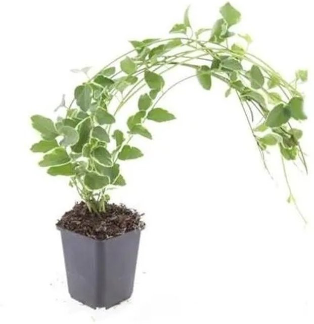 Exotenherz Vinca Major Variegata Bodendecker Set mit 60 Pflanzen, weißbuntes Immergrün im 9cm Topf - Bild 1