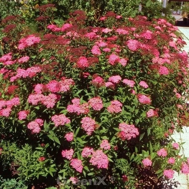 Roter Sommerspierstrauch Darts Red Spiraea japonica von Nr-01.de - Bild 1