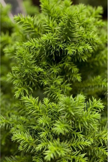 Cryptomeria Japonica Vilmoriniana Japanische Sicheltanne als grüner Nadelstrauch für deinen Garten und Balkon, Höhe: 25 cm - Bild 1