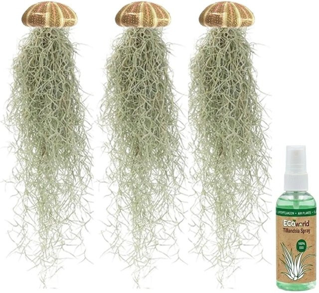 Vdvelde Jellyfish Set 3er mit Tillandsia Usneoides Luftpflanzen in Seeigel-Dekoration - Bild 1