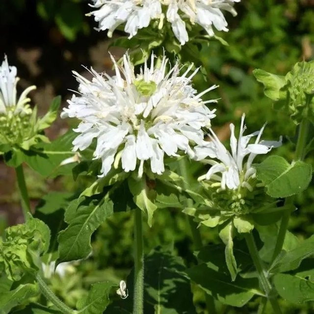 Monarda fistulosa Indianernessel Schneewittchen weiße Staude von Nr-01.de - Bild 1