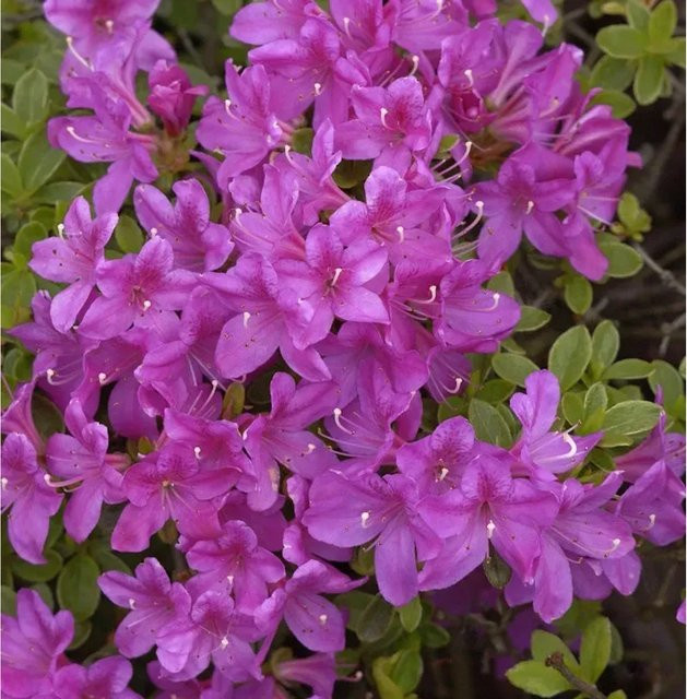 Japanische Azalee Diamant Himmelblau Rhododendron obtusum Zwerg Alpenrose in Blau - Bild 1