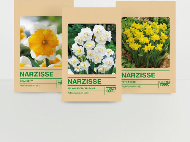 Narzissenzwiebel Set von BLUME2000 mit 15 Zwiebeln zur Pflanzung im Herbst für Beet, Kübel oder Rasen - Bild 1