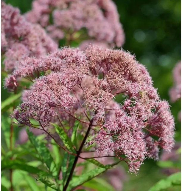 Eupatorium fistulosum Wasserdost in Rosarot als mehrjährige Gartenpflanze - Bild 1