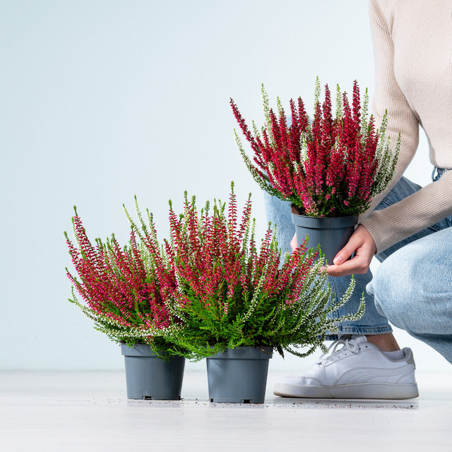 BLUME2000 Knospenheide Calluna vulgaris Set aus 3 Stück für Balkon und Beete - Bild 1