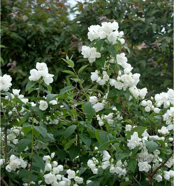 Gefüllter Gartenjasmin Schneesturm Philadelphus als weiße Heckenpflanze oder Solitärpflanze, Höhe: 80-100 cm - Bild 1