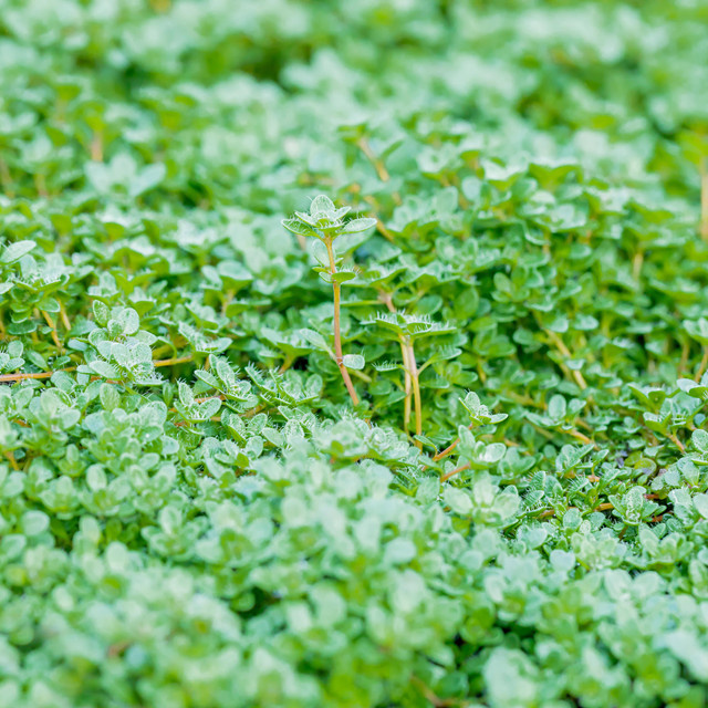 BIO Frühblühender Polster-Thymian Thymus praecox, 3 Stück von BLUME2000 - Bild 1