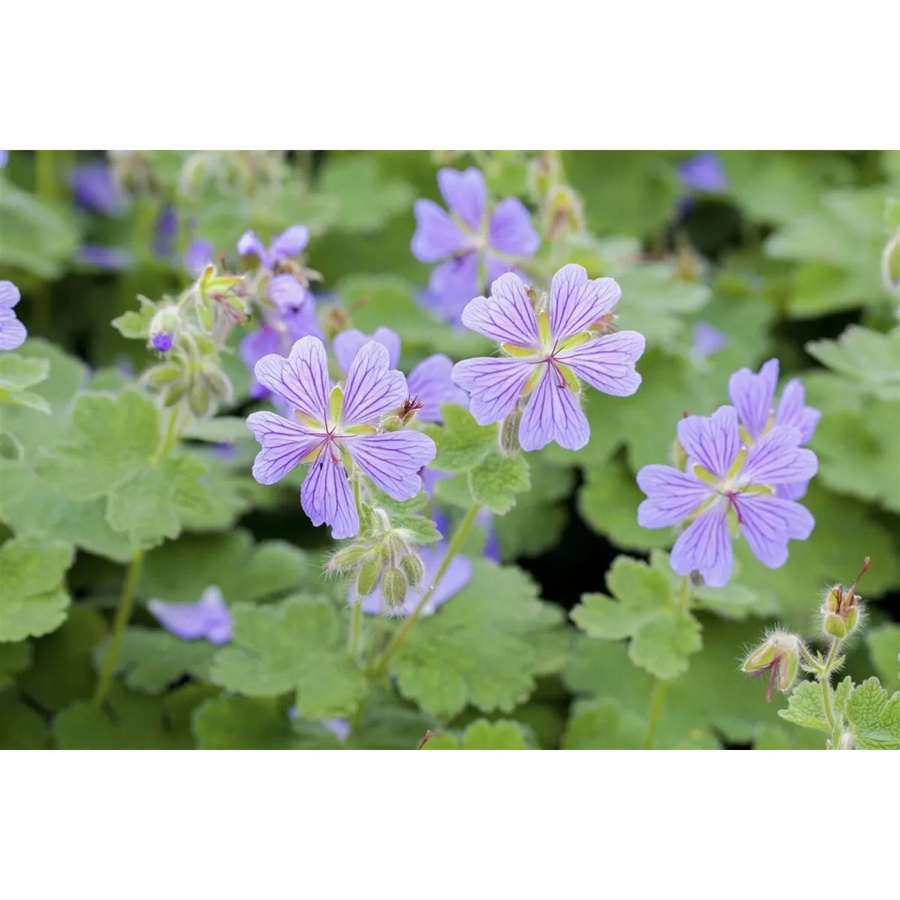 Geranium Renardii Kaukasus Storchschnabel Pflanze im 9x9 cm Topf - Bild 2