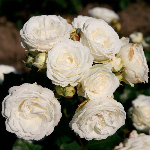 KORDES ROSEN Zwergrose Schneeküsschen mit weißen Blüten, Farbe: Rosa und Weiß - Bild 1