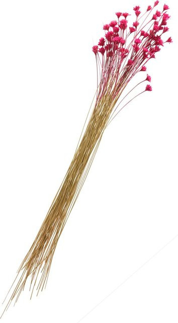 Hillflower Trockenblumen Bouquet in Pink, 50 g - Bild 1